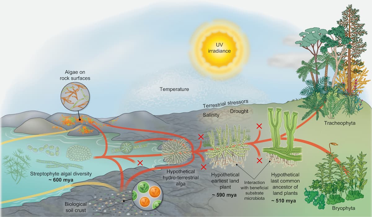 New study on iron uptake adds another piece to the puzzle of land plant evolution