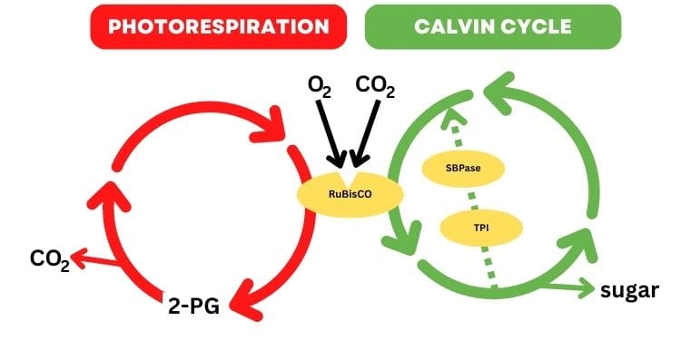 Is photorespiration necessary for photosynthesis?
