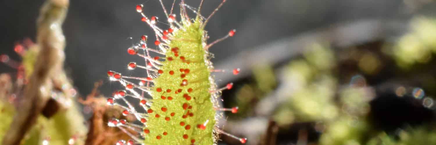 A leaf of Drosera adelae reaching up