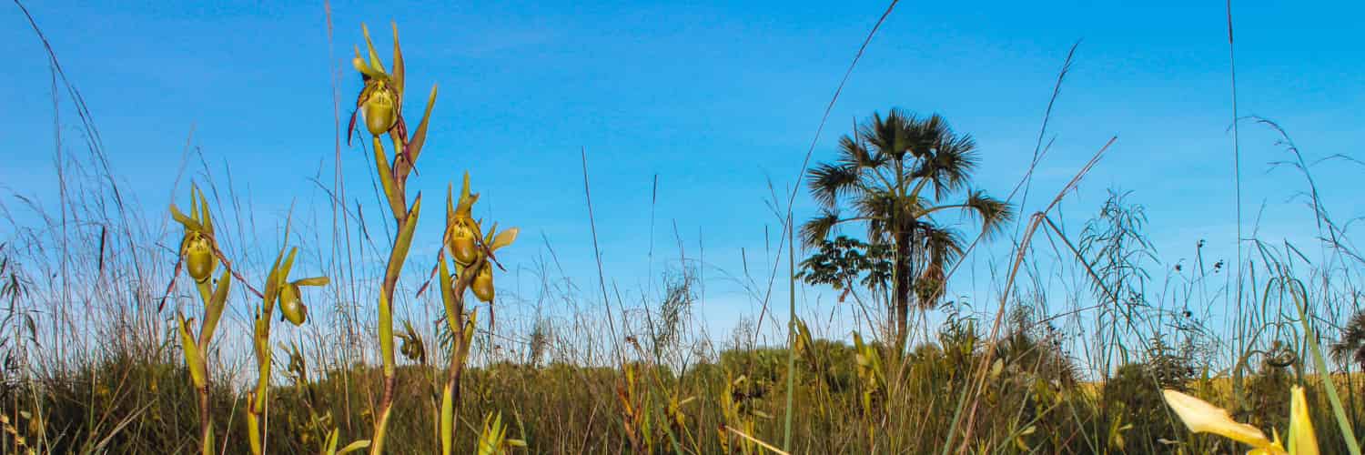 Orchids in a clearing in Brazil.