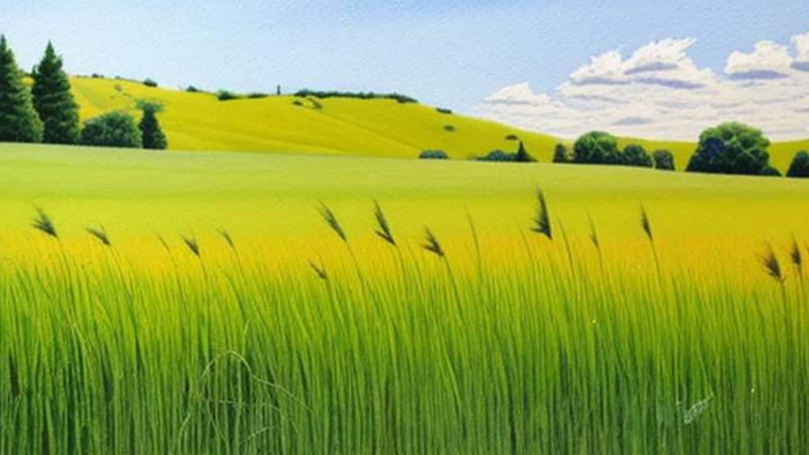 Stylised pseudo-botanical painting of buffalo grass on the prarie.