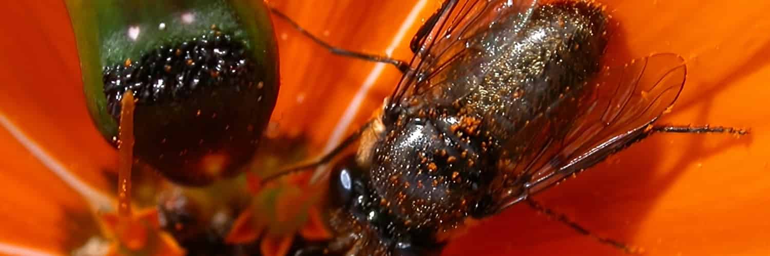 An orange daisy with a close-up of a male fly with a scatter of pollen over his body. Left is what might look like a lady fly