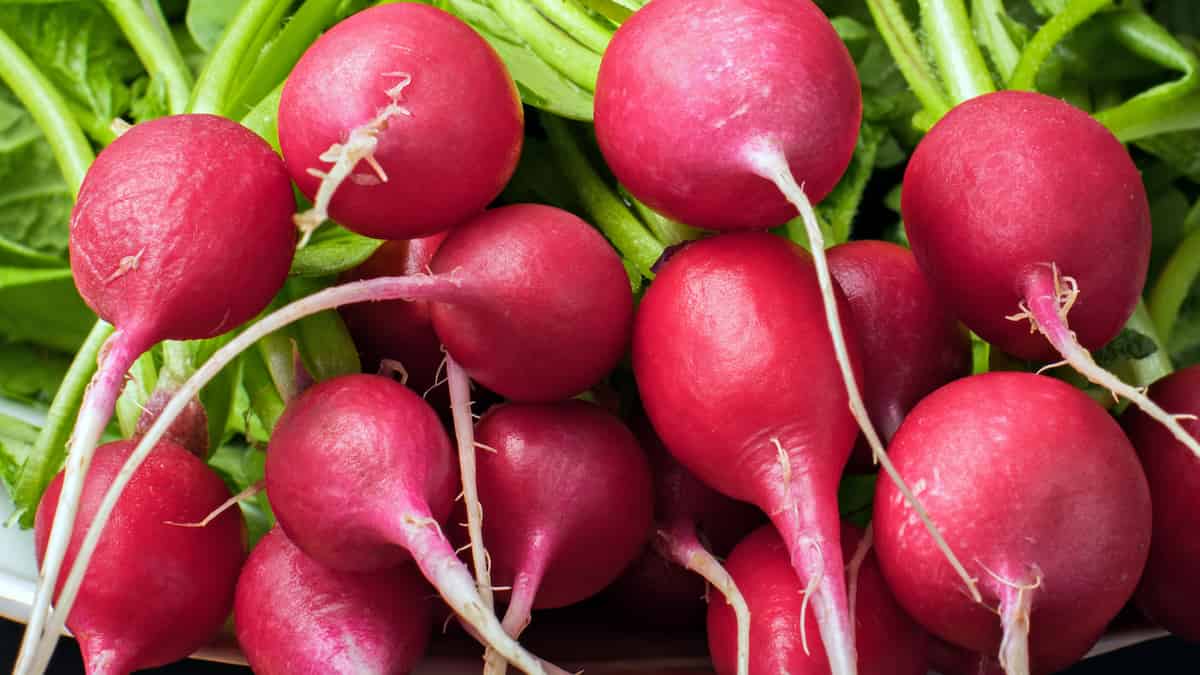 A harvest of radishes