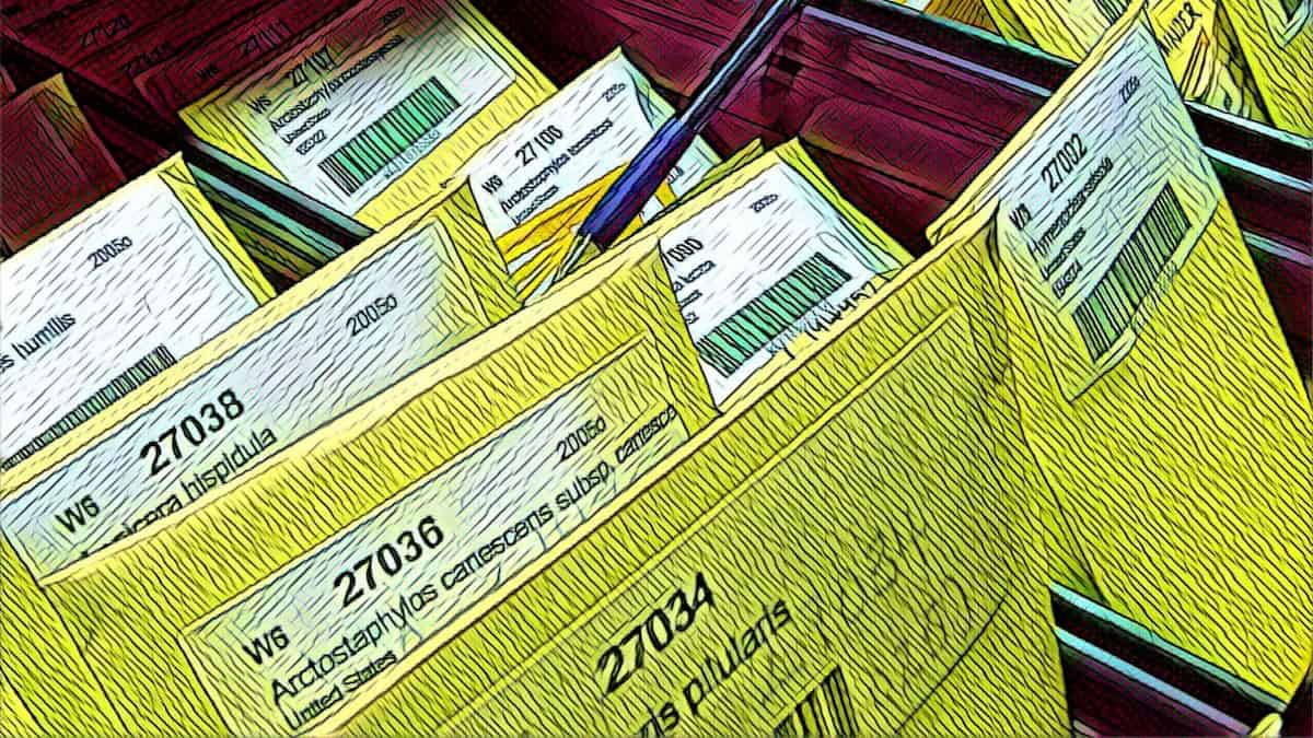 Stylised image of seeds in files in a seed bank.