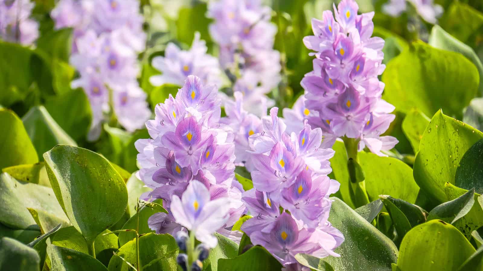 Pale purple flowers of Water Hyacinths stand out against a green backdrop of the mat they form with their leaves.