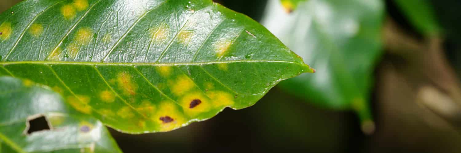 Coffee leaf rust infecting a green leaf.