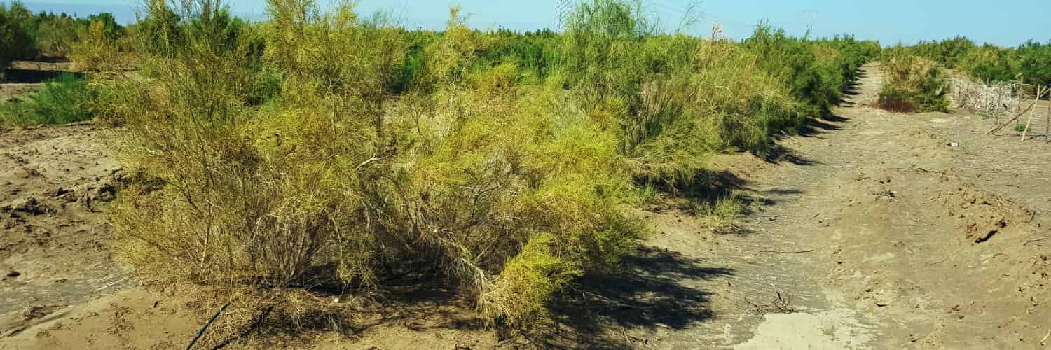 Rows of Haloxylon ammodendron trees holding back the desert.