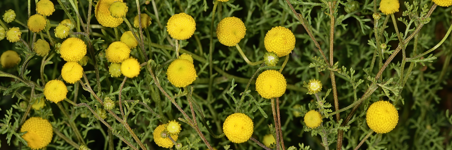 An invasive plant thrives on the edge of fire