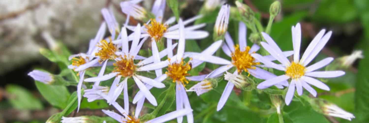 A daisy-looking flower, with really long and narrow petals, that might come in pairs.