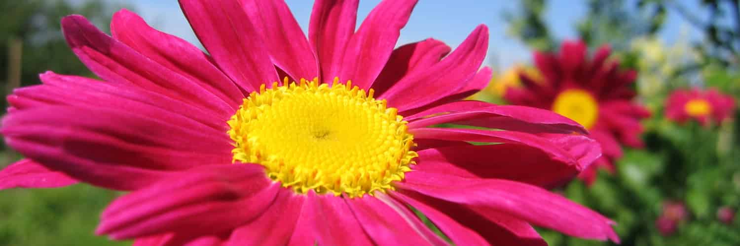 A large daisy with shocking pink petals and a bright yellow disc.