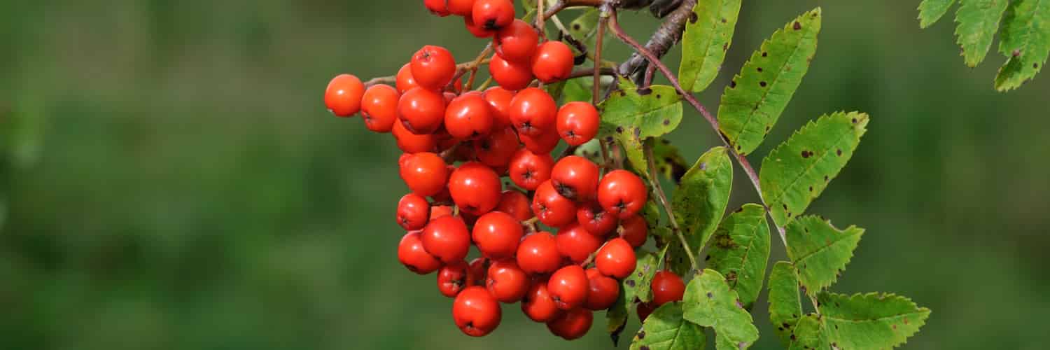 Red rowan berries against a green backdrop.