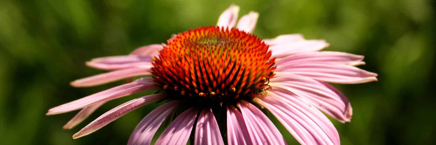 A purple coneflower, open to the sun.