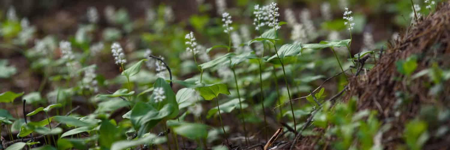 Common May Lily in a forest.