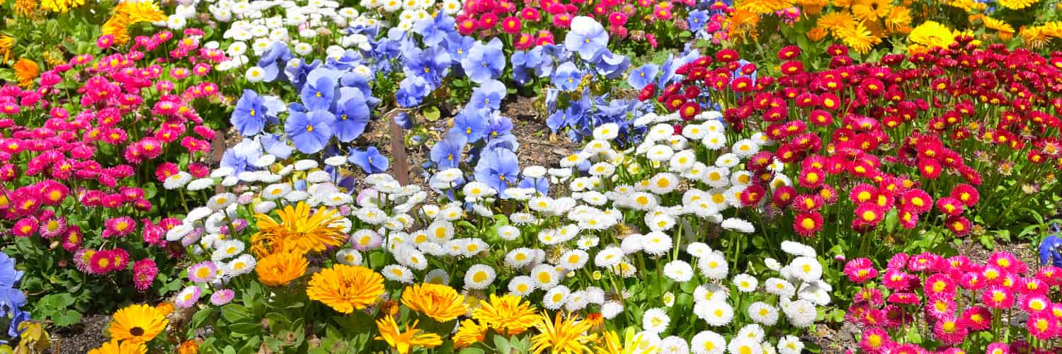 Many different coloured flowers, but which are attracting the pollinators?