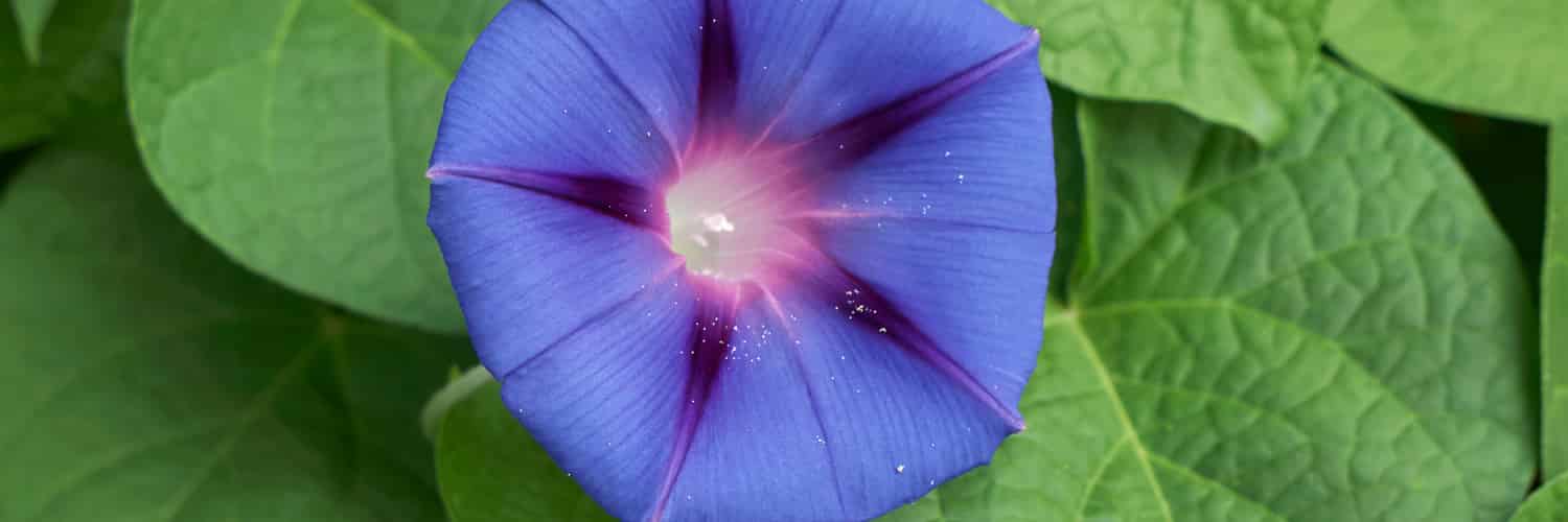 A purple morning glory flower against green leaves.