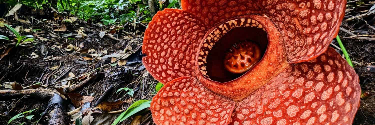 A giant red flower that looks like someone has put five pustulent petals around an organic satellite dish.