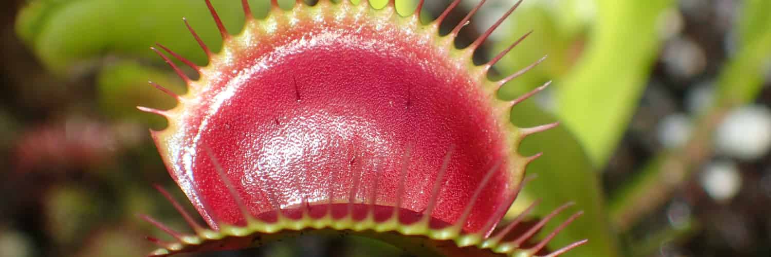 Scientists Gene Edit Venus Flytraps to Study Prey Detection