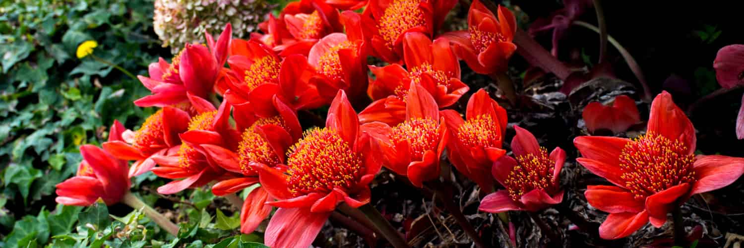 A cluster, or possibly a nook, of Haemanthus flowers.