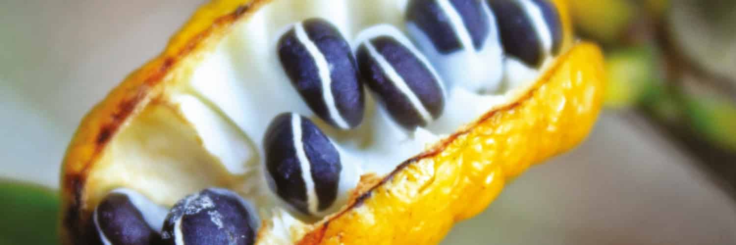 The Journey of a Tropical Plant Tribe from Africa to the Americas