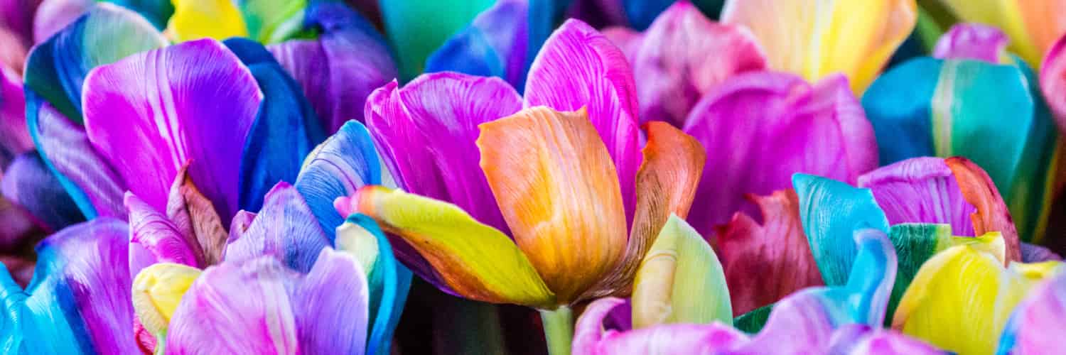 Many flowers of different colours.