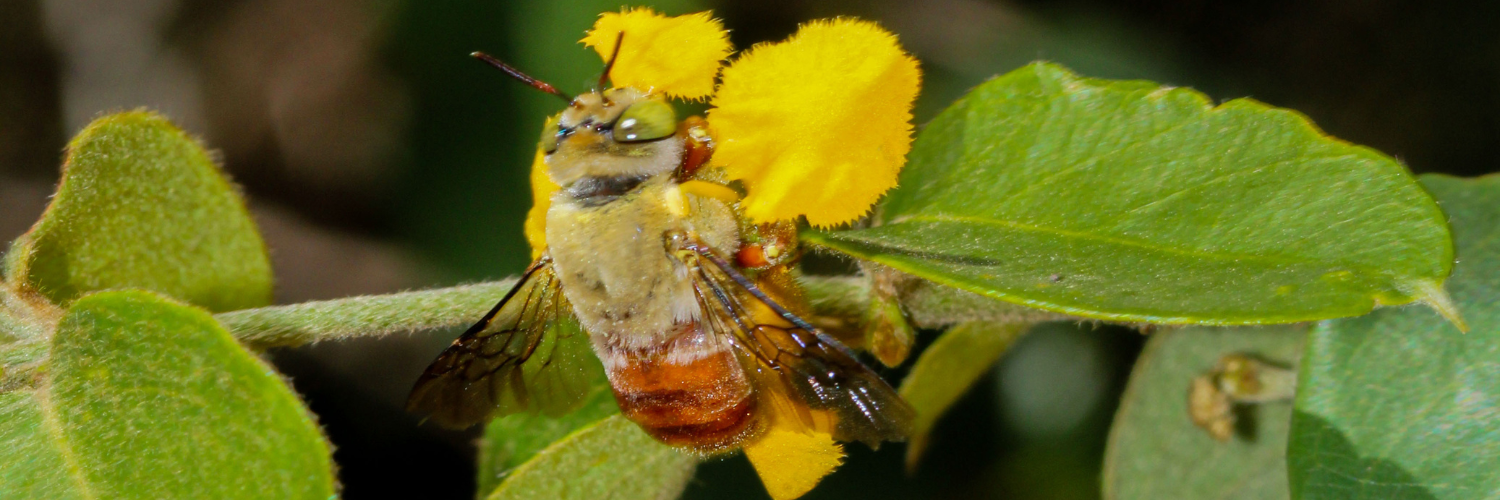 Botanists Record the First Case of “Mirror Flowers” in an Oil-Producing Flower Species.