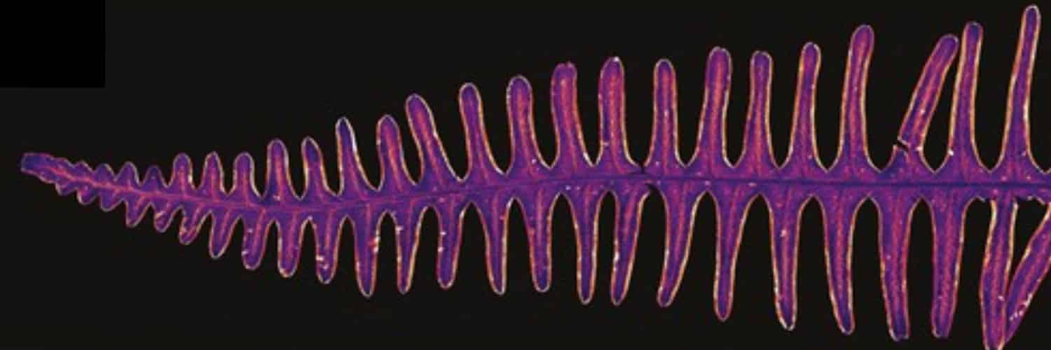 A frond of Dicranopteris linearis in purple and gold.