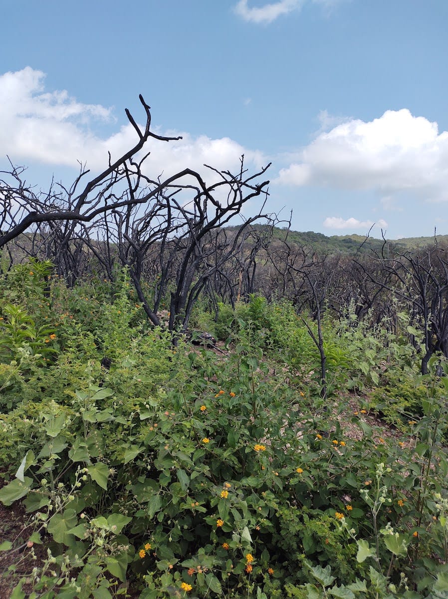 From Ashes to Seeds: How Fire Affects Pollination and Plant Reproduction