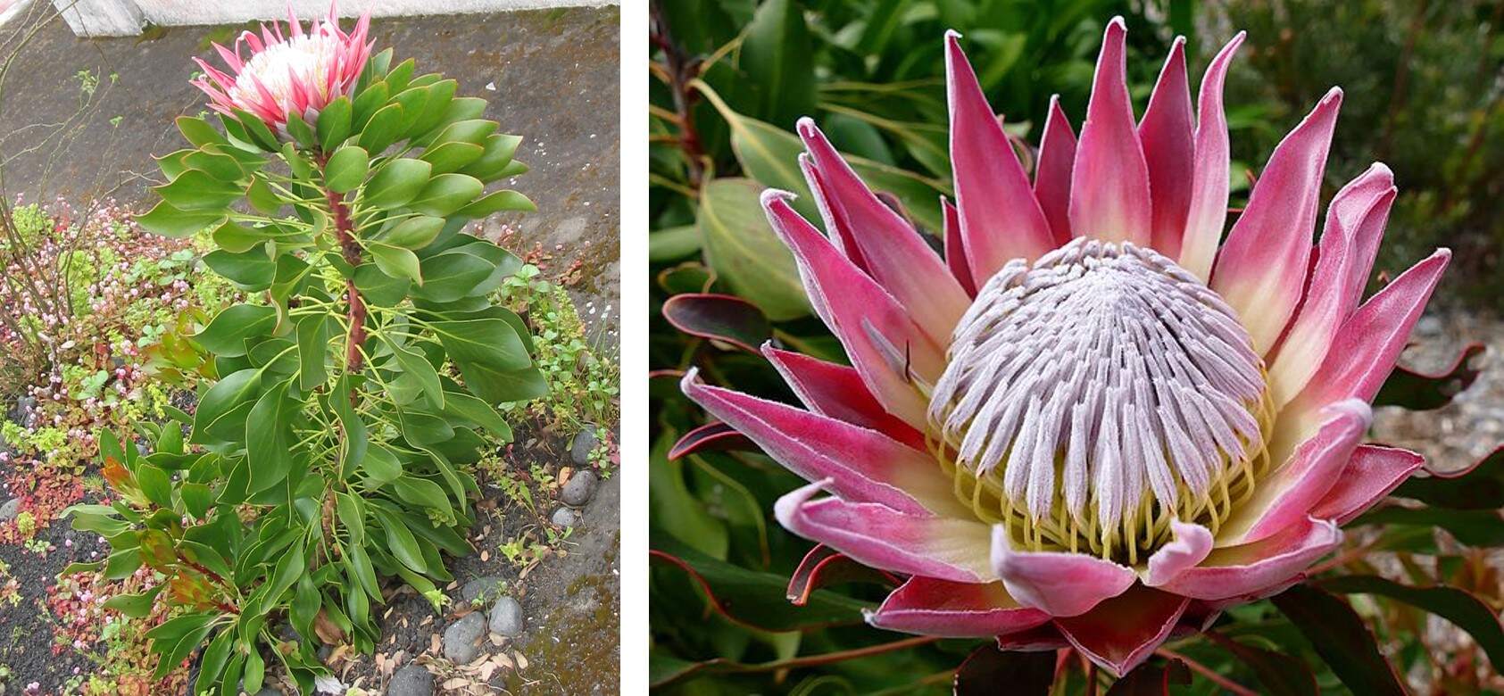 IBC2024: Delving into South African medicinal plant treasures