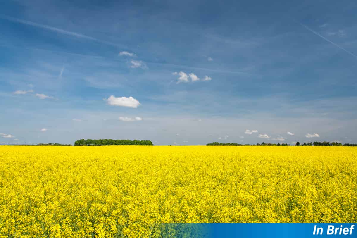 A canola field
