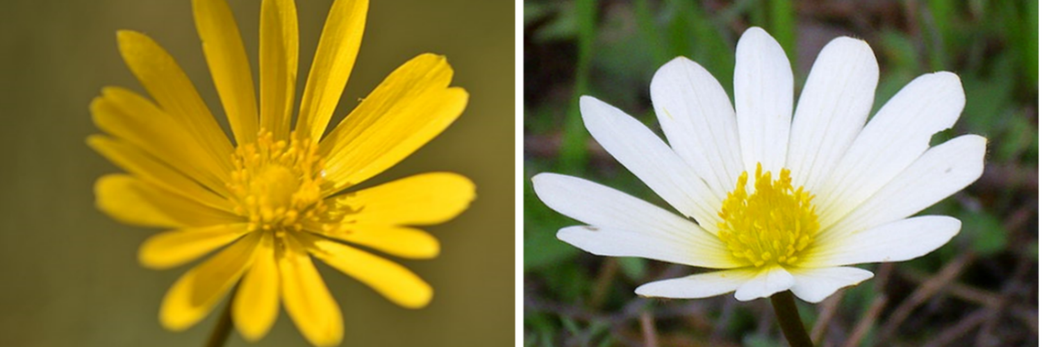 How Pollinators Shape Flower Colour Diversity in Anemone palmata