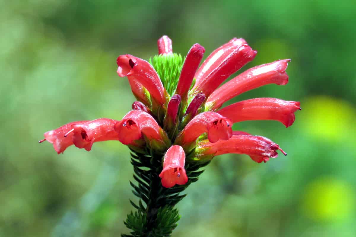 Striking red flowers of Erica abietina