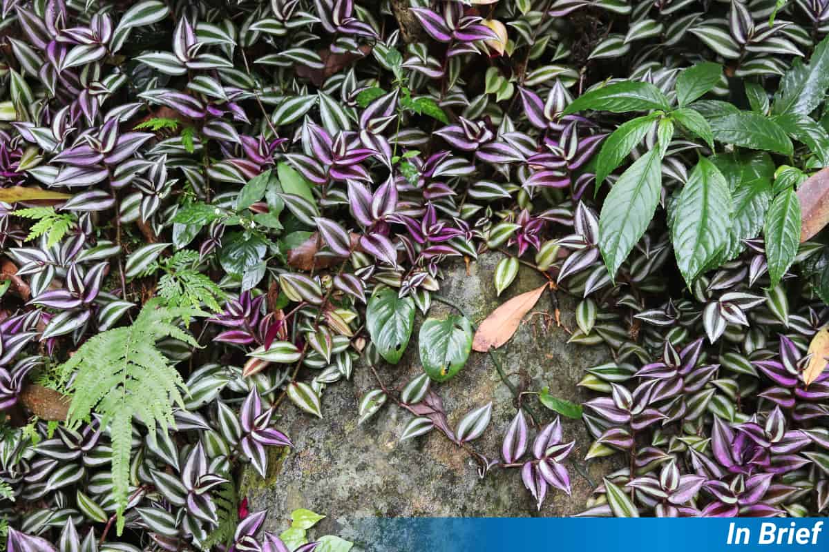 Invasive species in Taiwan