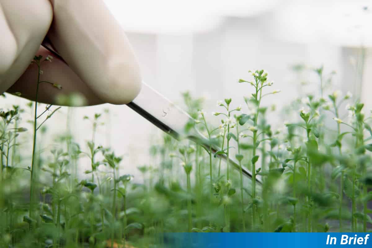 Arabidopsis and tweezers