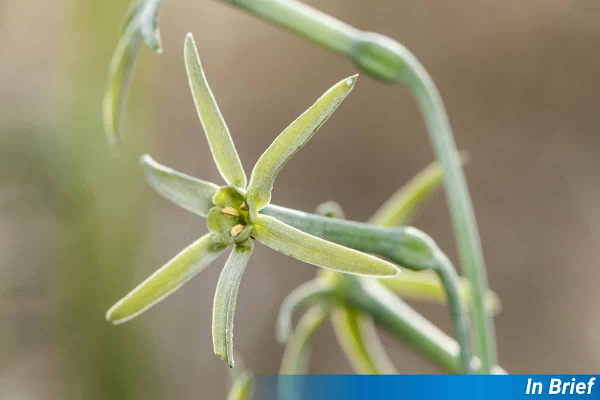 Narcissus viridiflorus