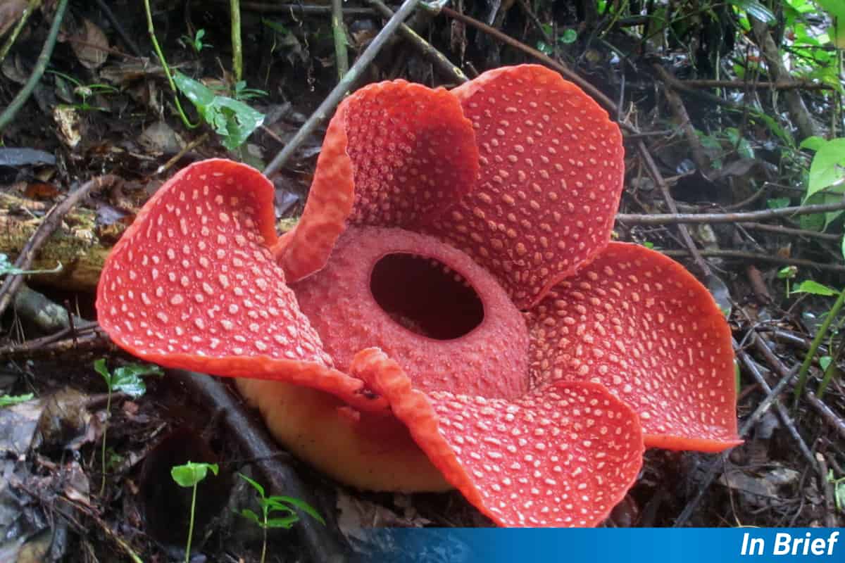 A Rafflesia flower, though probably not Rafflesia consueloae.