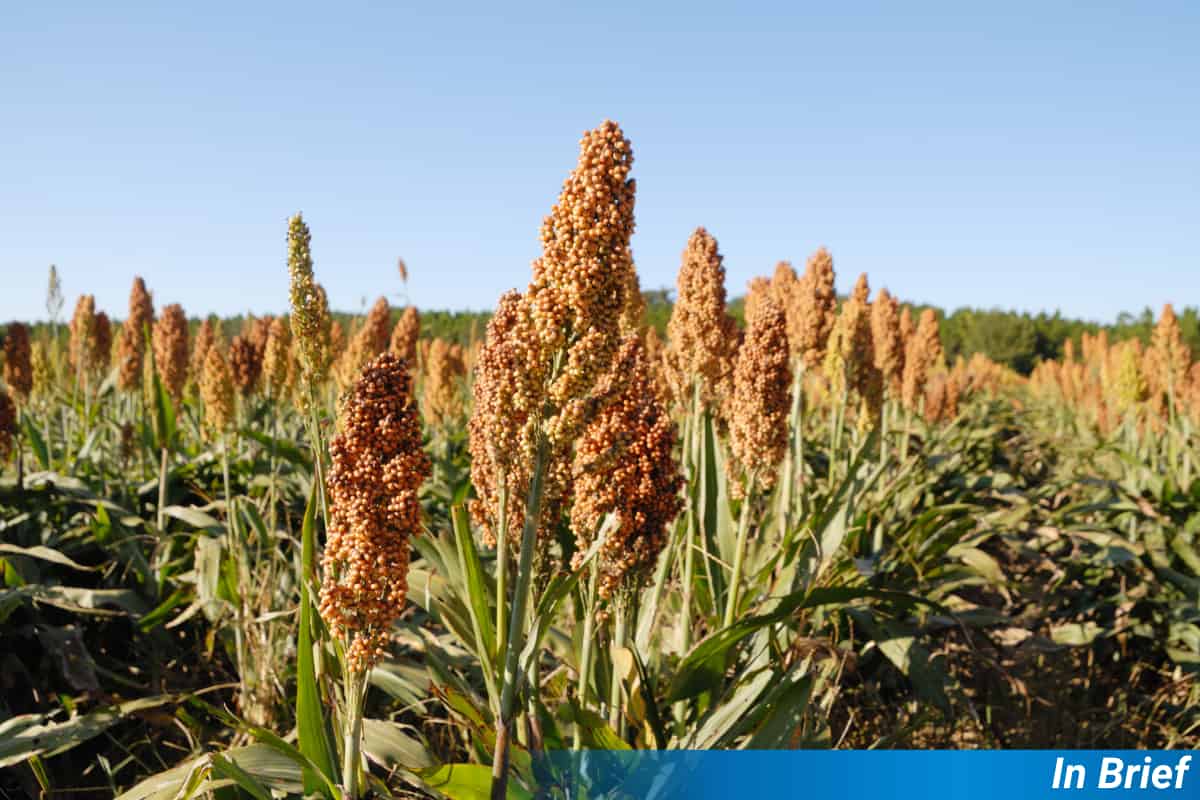 Sorghum
