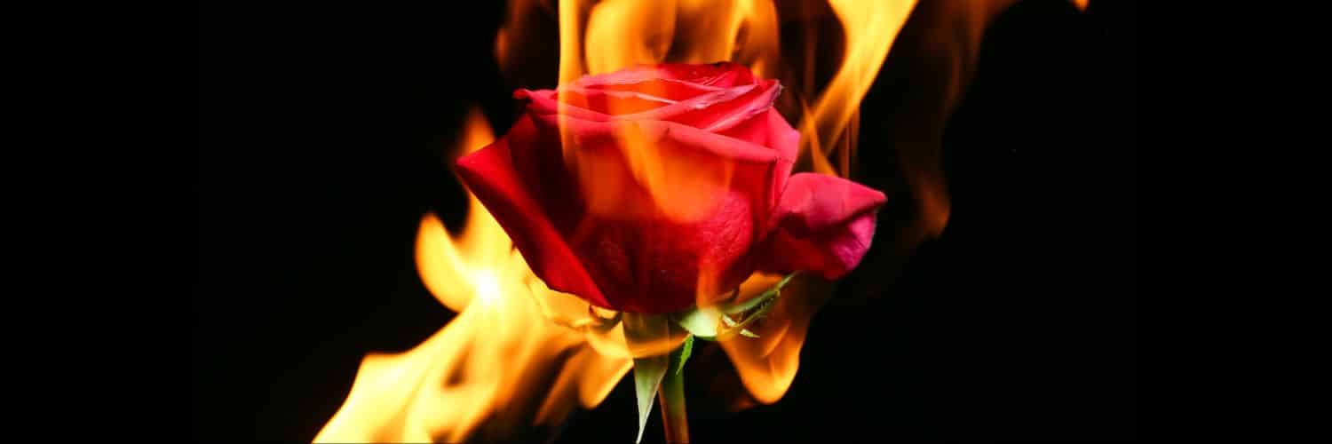 A burning rose rather than Brassica napus