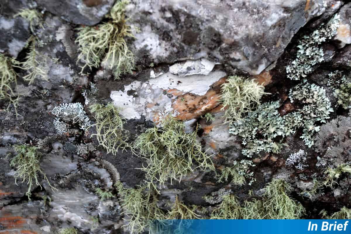 Lichens that, amazingly enough, are from the part of Brazil surveyed - if the photobank is to be believed.