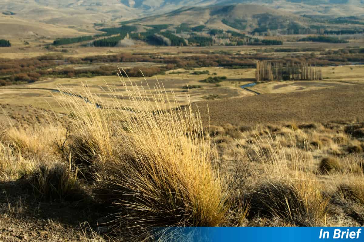 Pampas grass in the Argentine precordillera