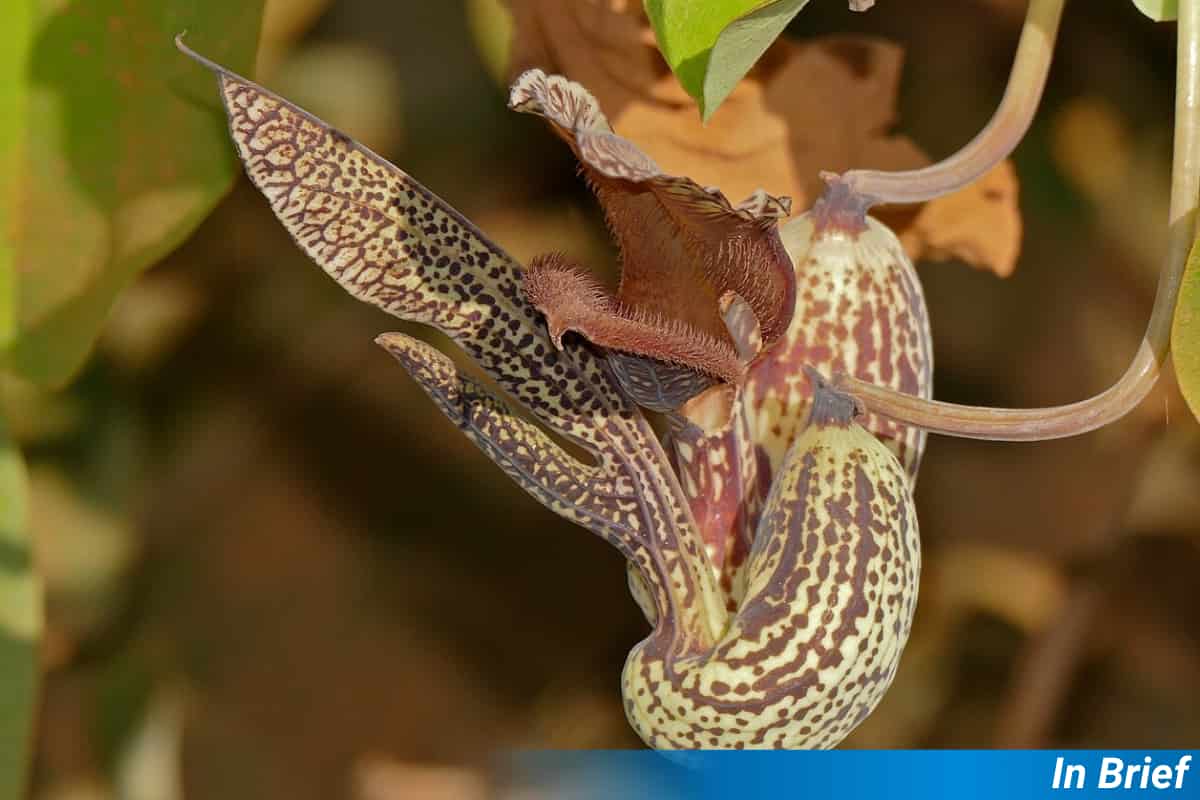 Aristolochia esperanzae