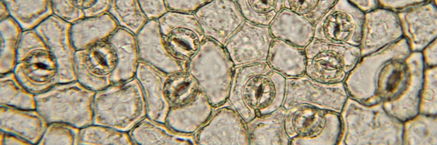 Researchers Challenge Established Theory on Stomatal Movement