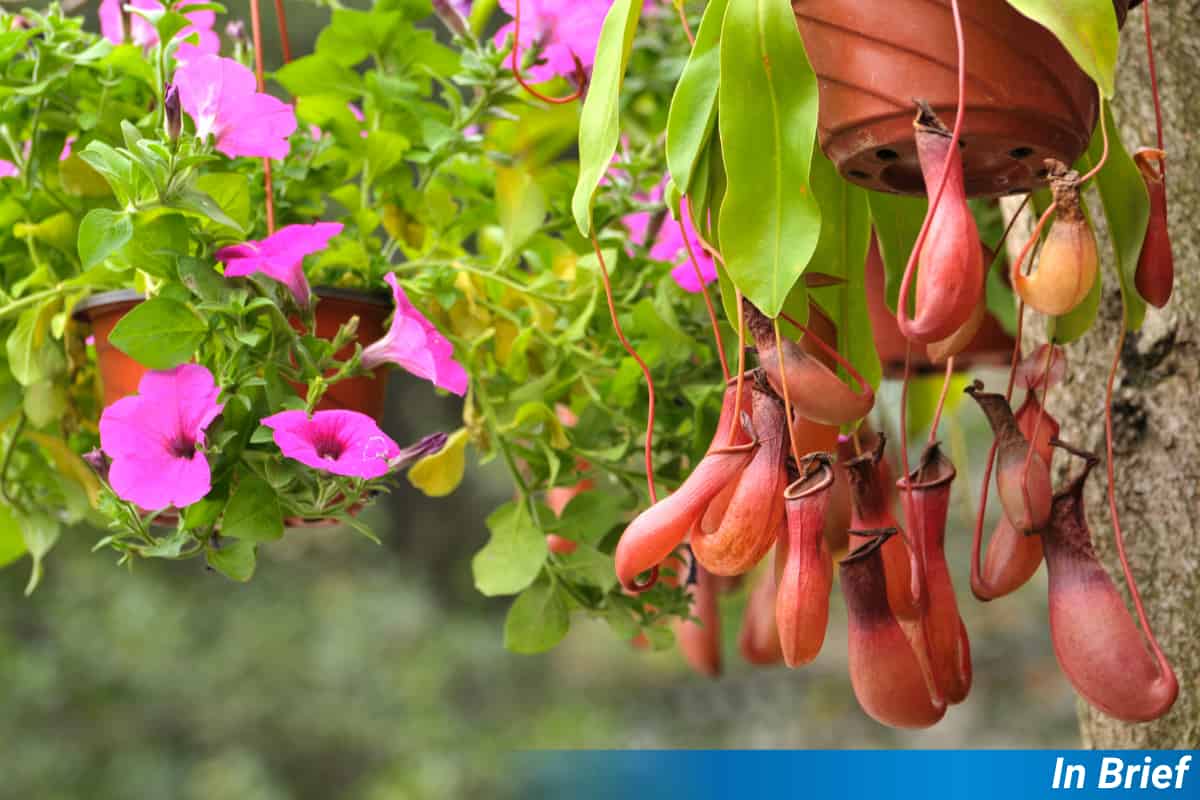 Pitcher plants hanging