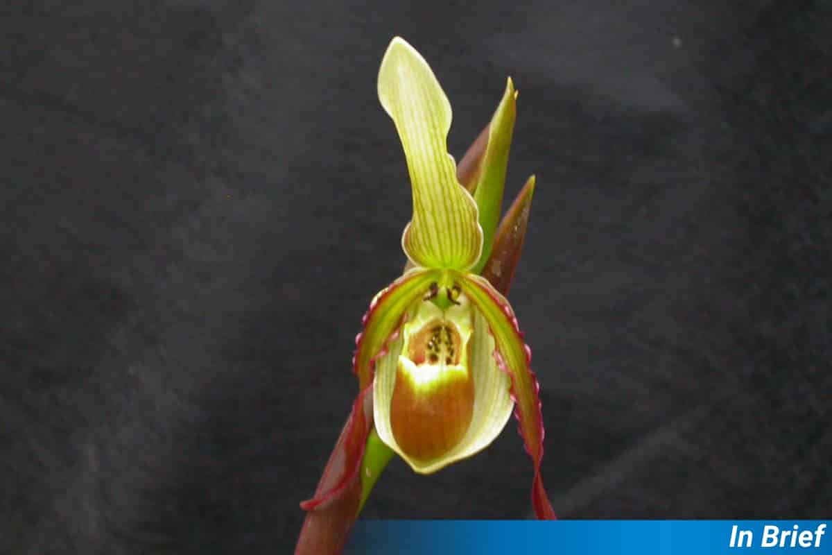Phragmipedium vittatum