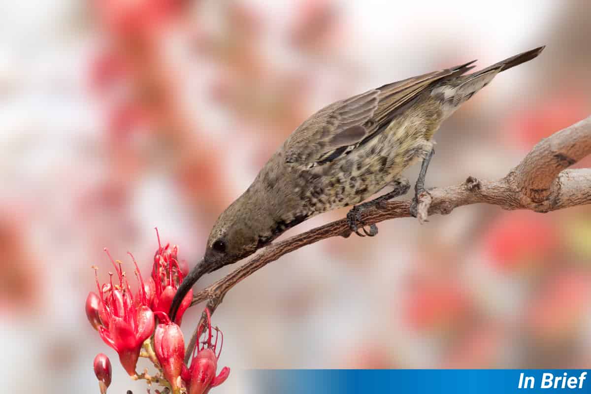 Can Feeding Birds Harm Plants?