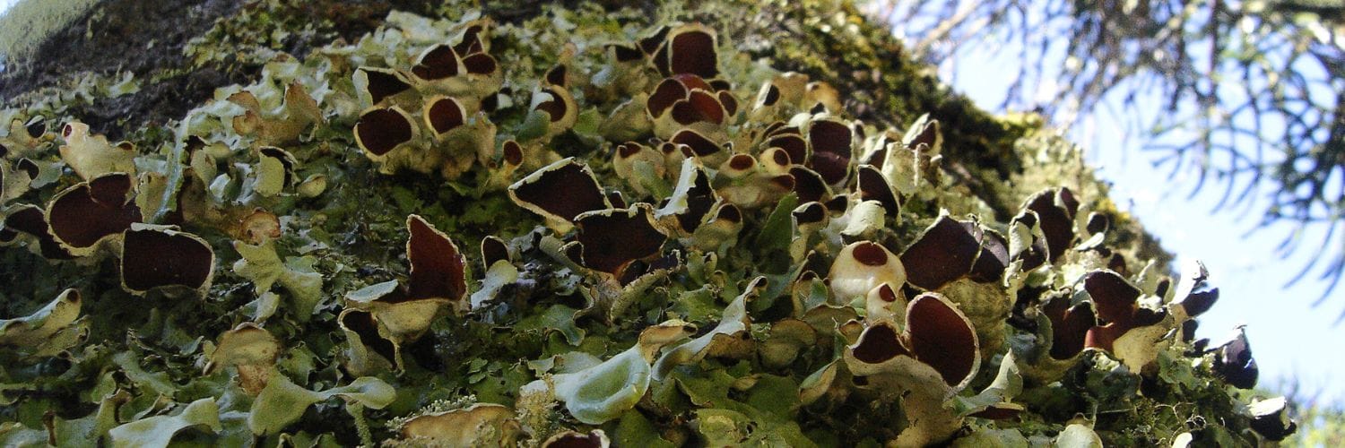 The Challenges Faced by Lichens in Changing Valdivian Forests