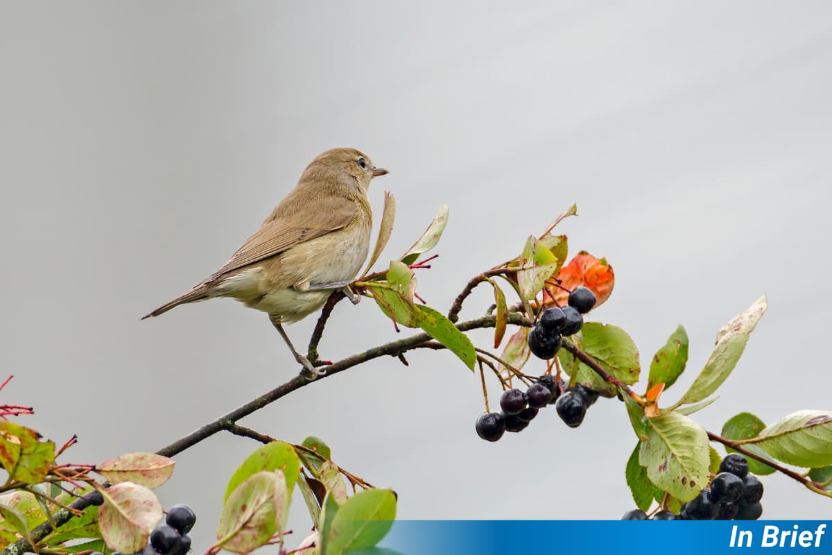 A small brown bird, that is identifiable as a Garden Warbler to those who know, sits upon a berry-laden twig.