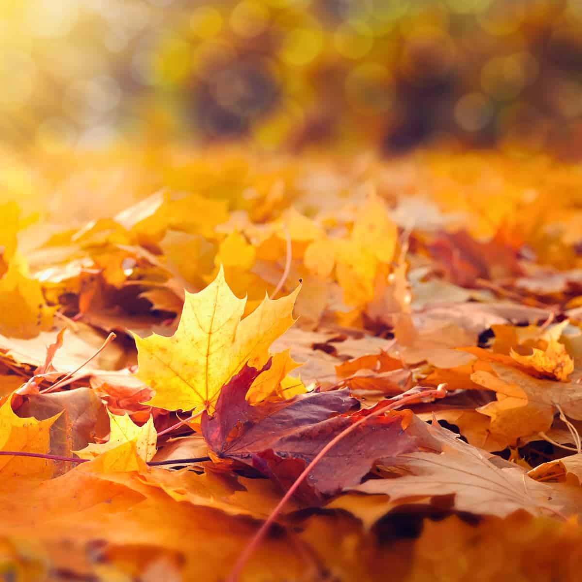 Fallen leaves in colours of red, orange and gold, lie upon the forest floor.