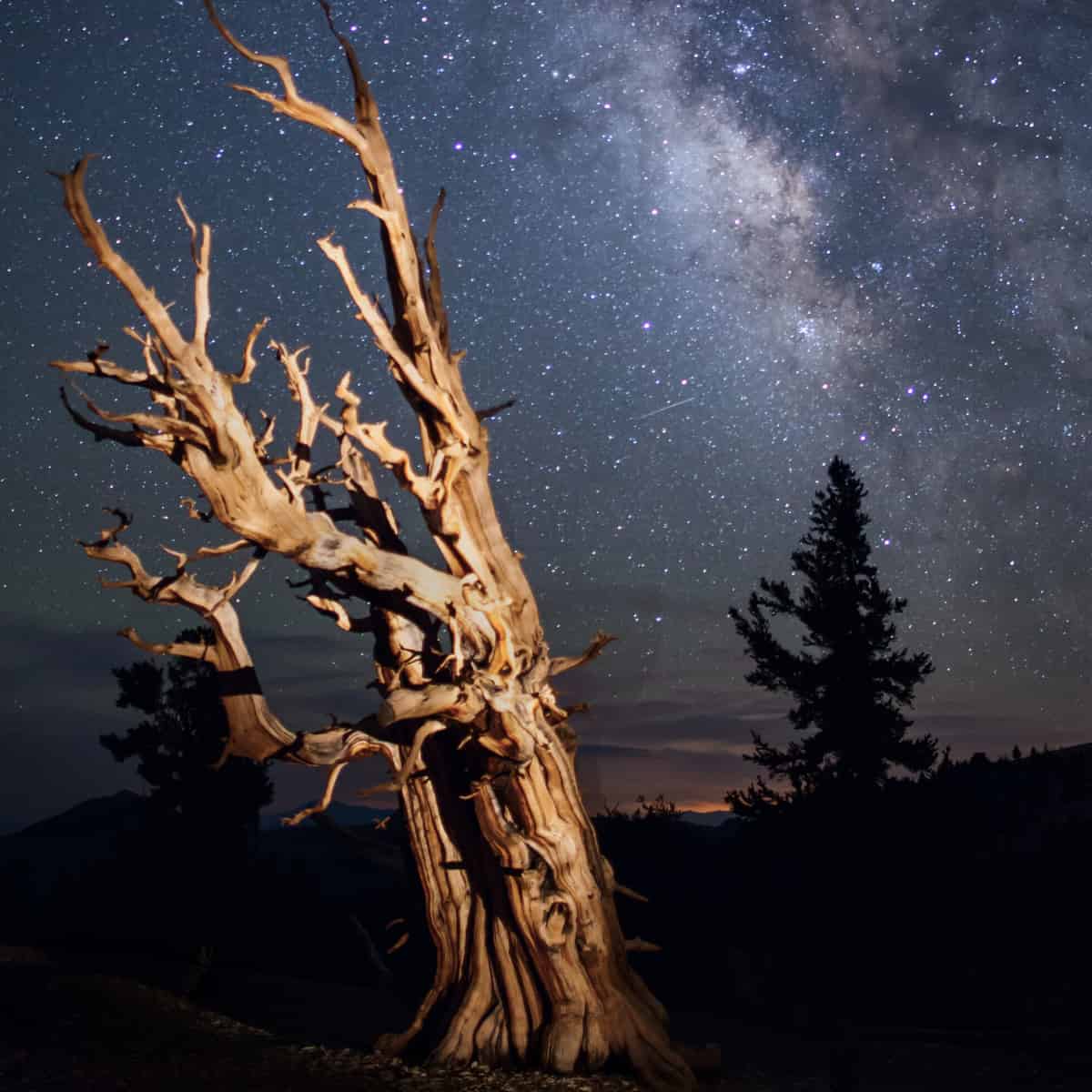 Can you teach an old log new tricks?