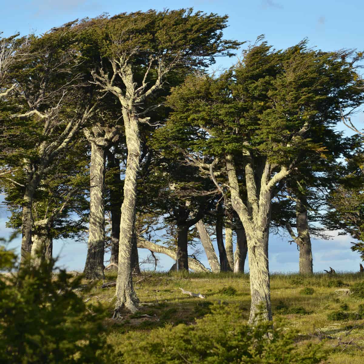 Nothofagus pumilo stand on the Tierra del Fuego. Their branches bear witness to the winds that have passed through.