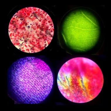 Teaching Botany: a deep dive into plant pigments in crops